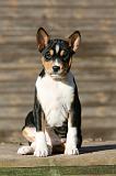 BASENJI 215